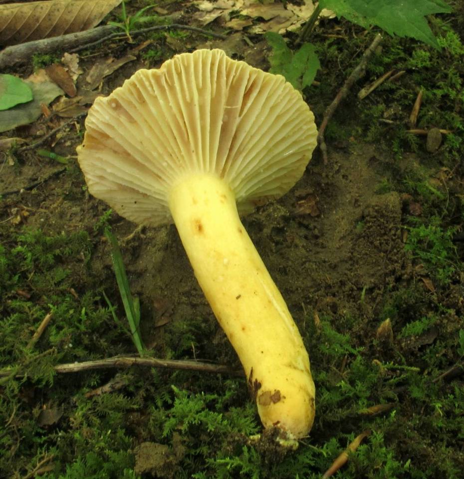 Lactarius hygrophoroides var. lavandulaceus image