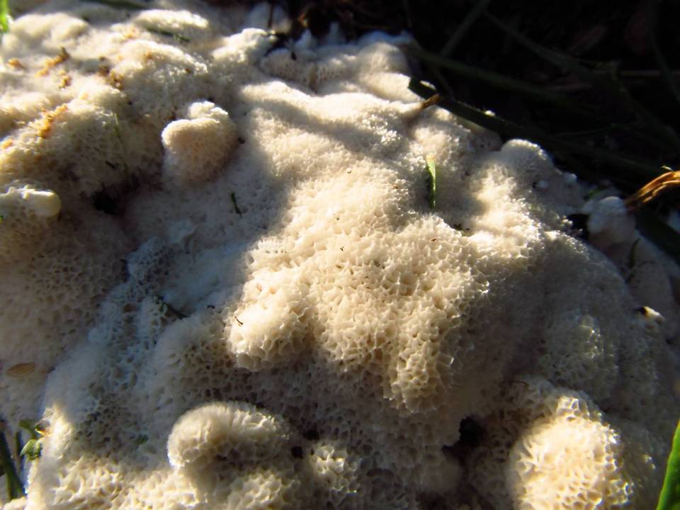 Trechispora hymenocystis image