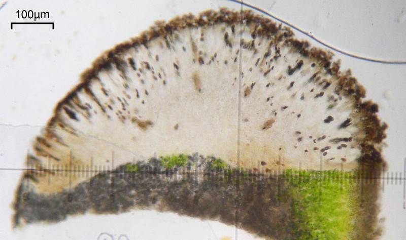 Buellia nashii image