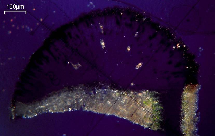 Buellia nashii image