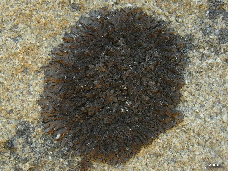 Neofuscelia verruculifera image