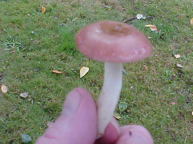 Russula gracilis image