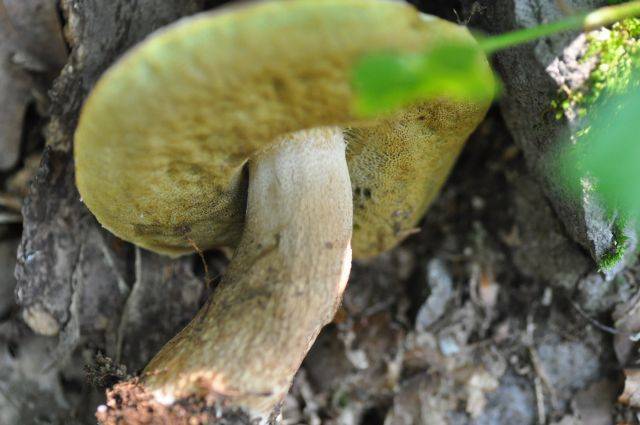 Boletus edulis f. quercicola image