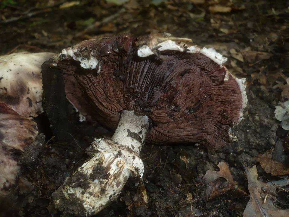 Agaricus cappellianus image