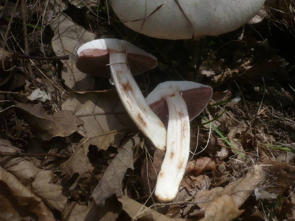 Agaricus altipes image