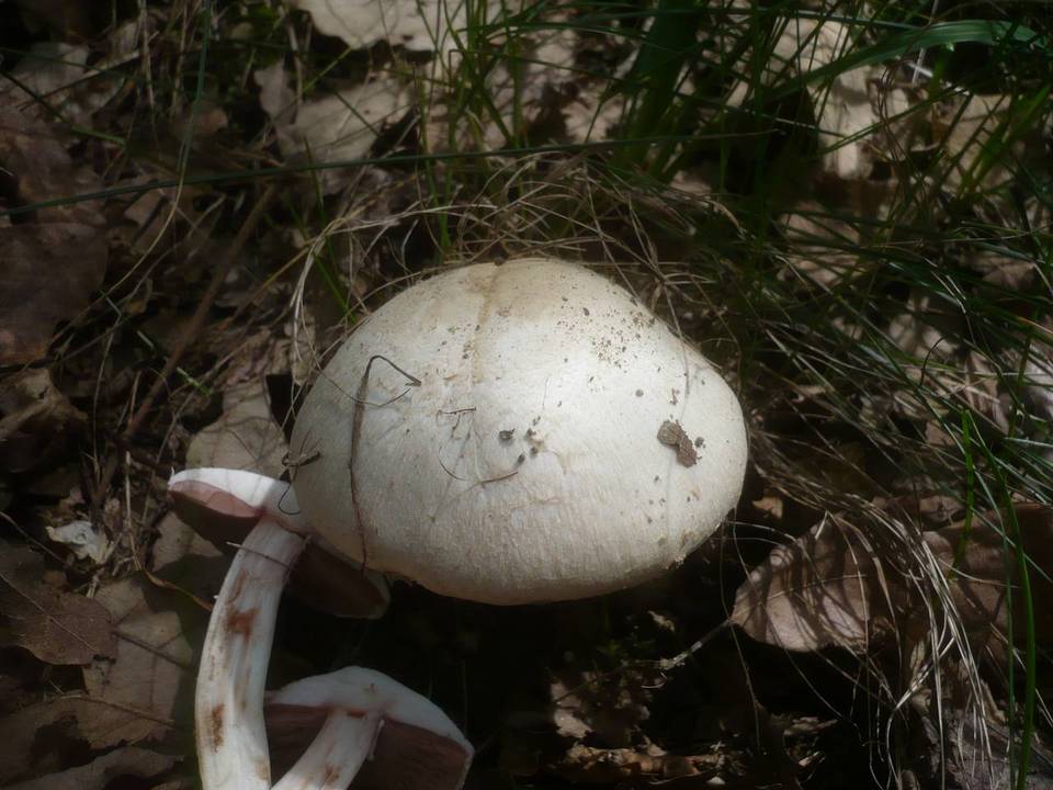Agaricus altipes image