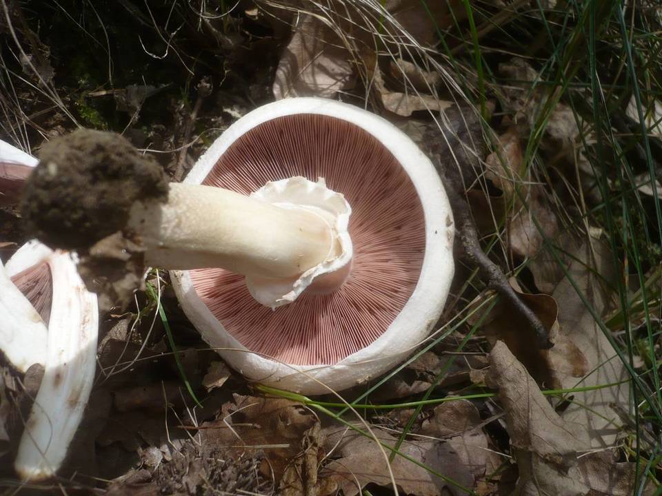 Agaricus altipes image