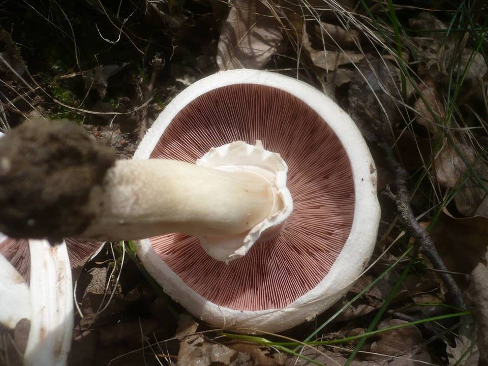 Agaricus altipes image