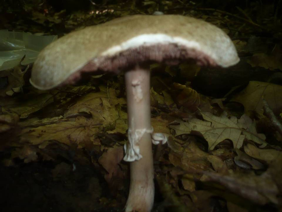 Agaricus depauperatus image