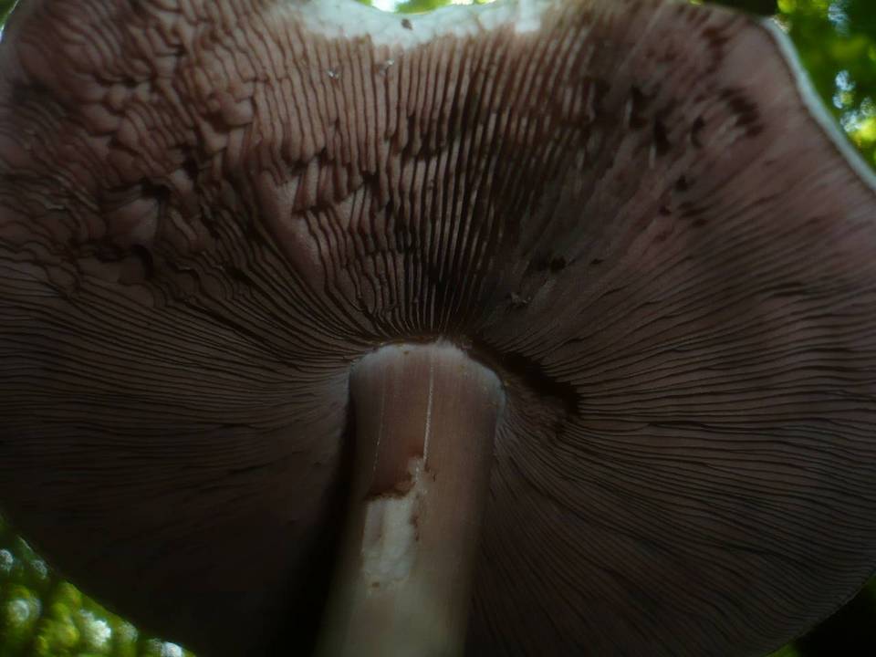 Agaricus depauperatus image