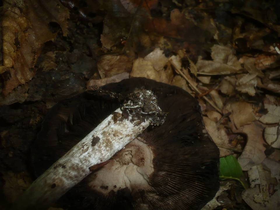Agaricus depauperatus image