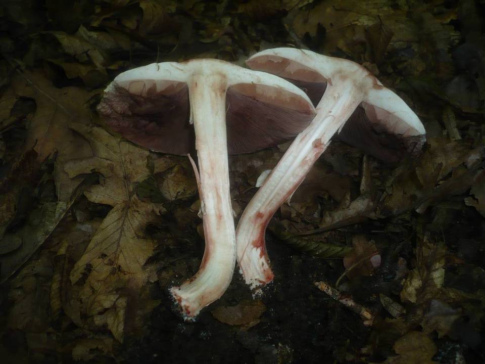 Agaricus depauperatus image