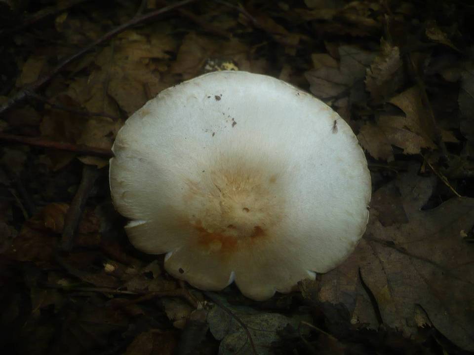 Agaricus comtulus image