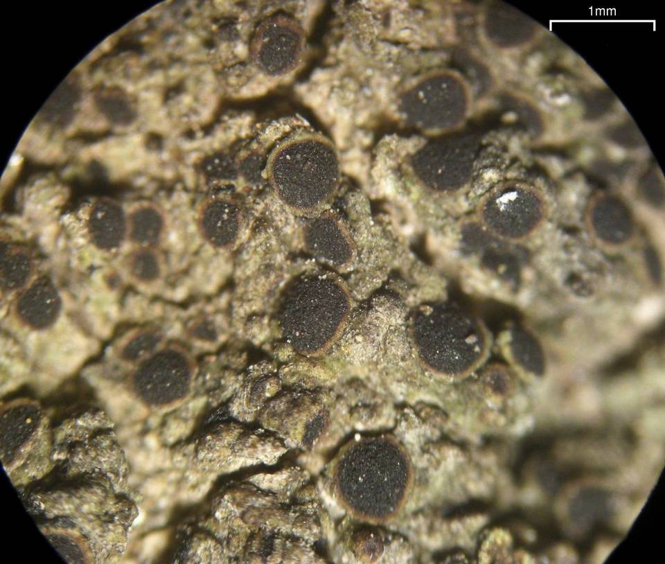 Rinodina conradii image