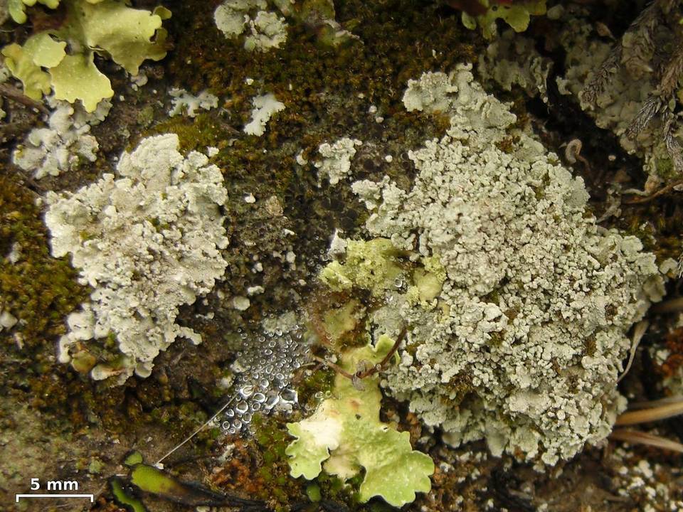 Lepraria xerophila image
