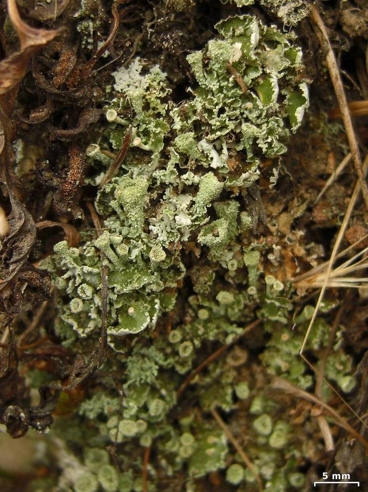 Cladonia hammeri image