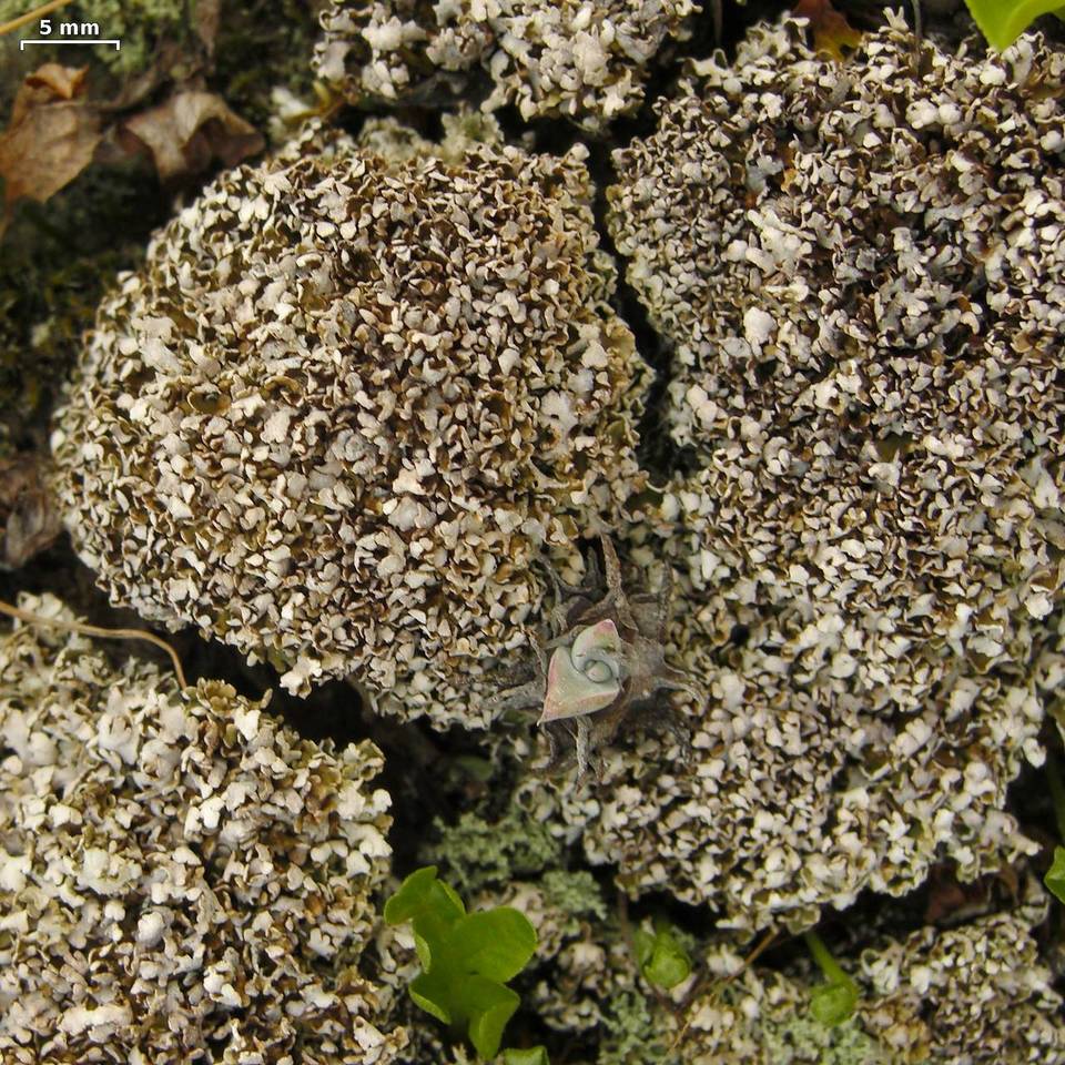 Cladonia maritima image