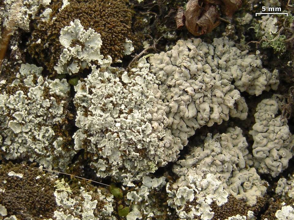 Lepraria xerophila image