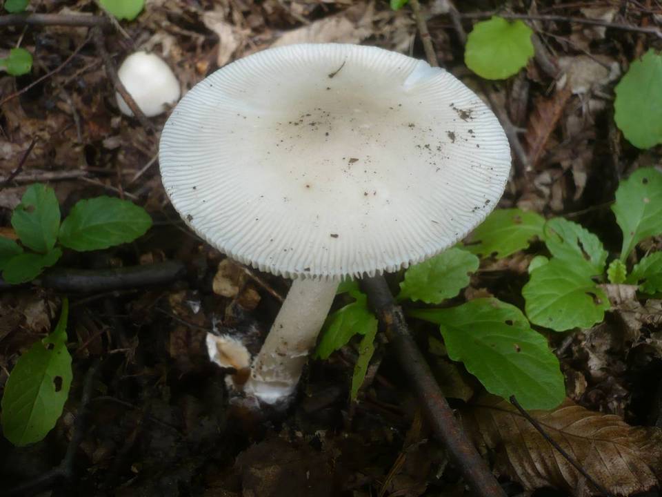 Amanita lividopallescens image