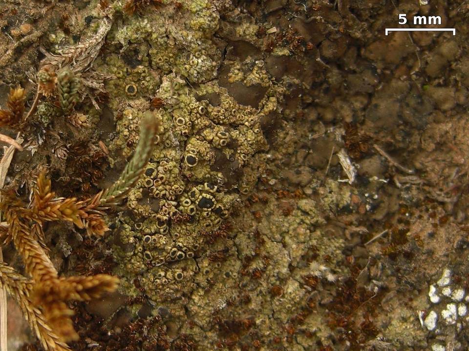 Rinodina conradii image
