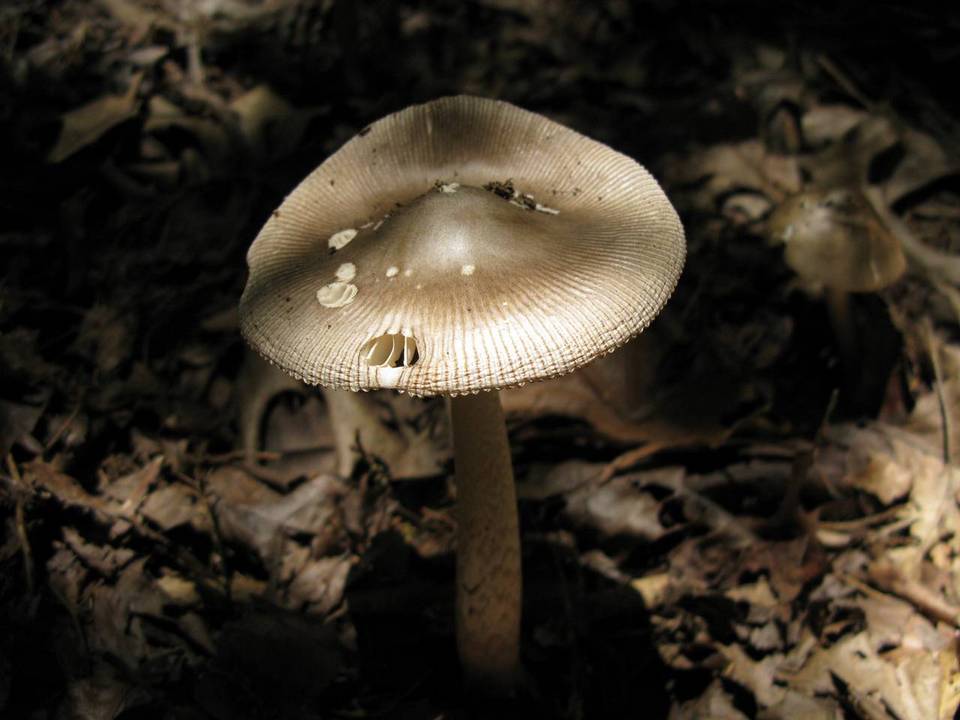 Amanita borealisorora image