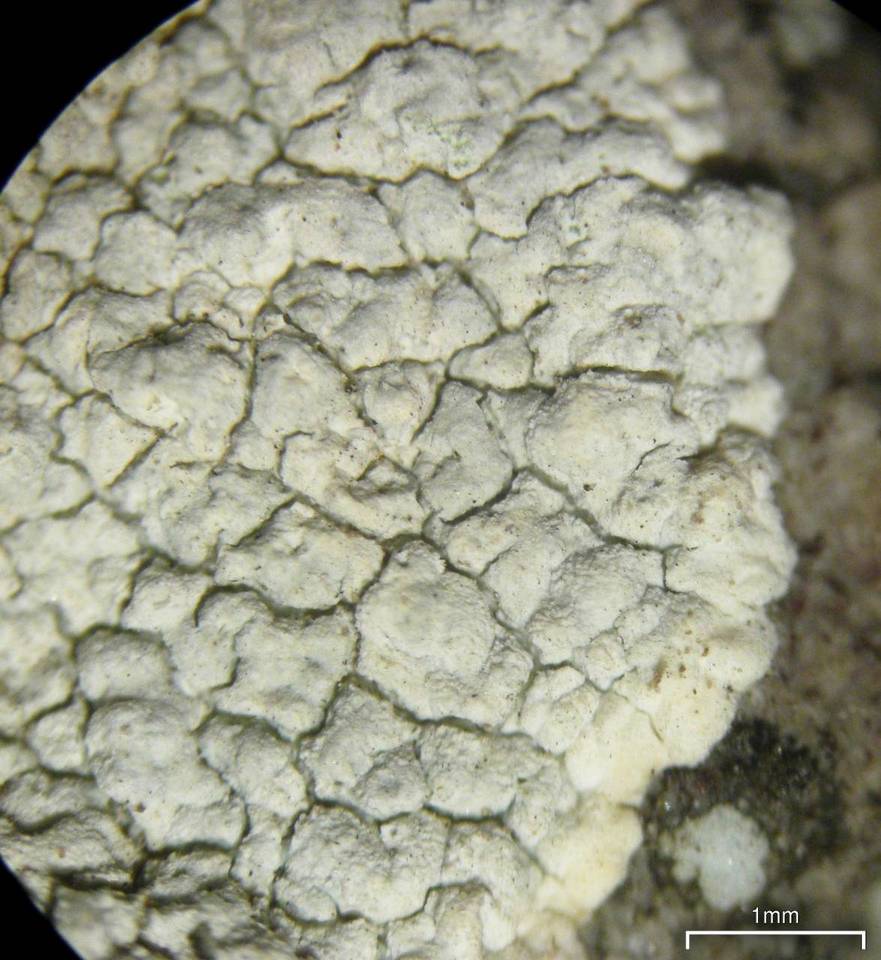 Lecanora subcarnea image