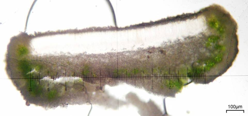 Lecanora subcarnea image