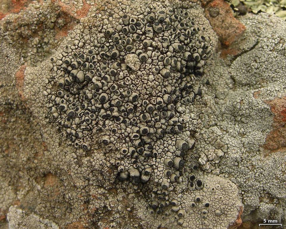Thelomma santessonii image