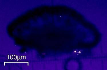 Buellia sequax image
