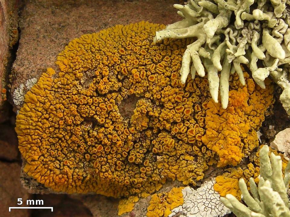 Caloplaca brattiae image