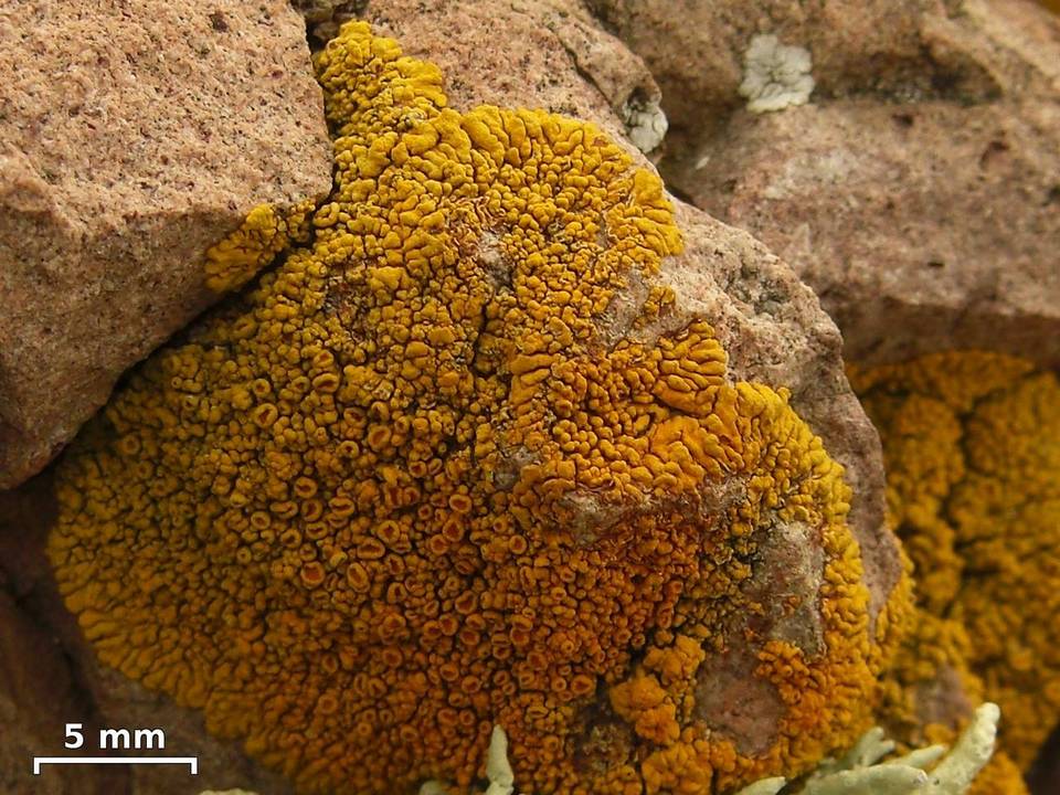 Caloplaca brattiae image