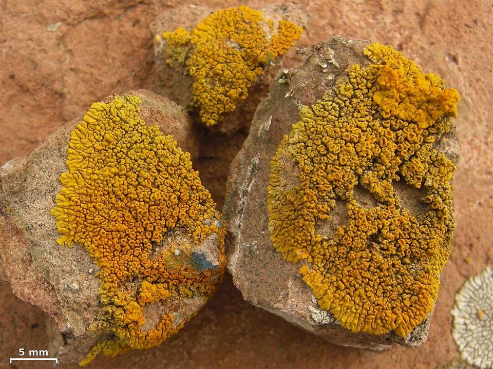 Caloplaca brattiae image