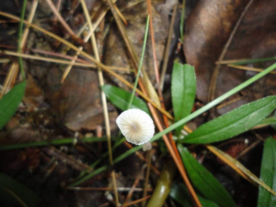 Mycena praedecurrens image