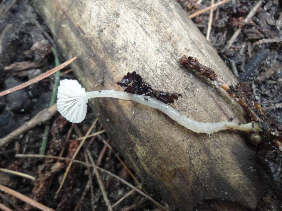 Mycena praedecurrens image