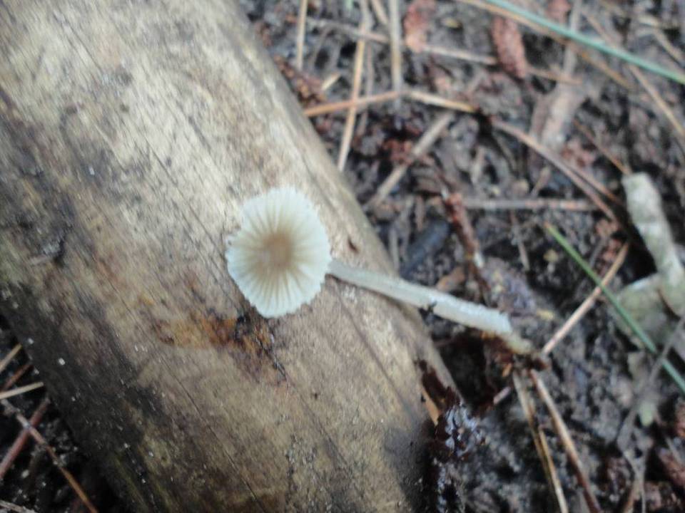 Mycena praedecurrens image