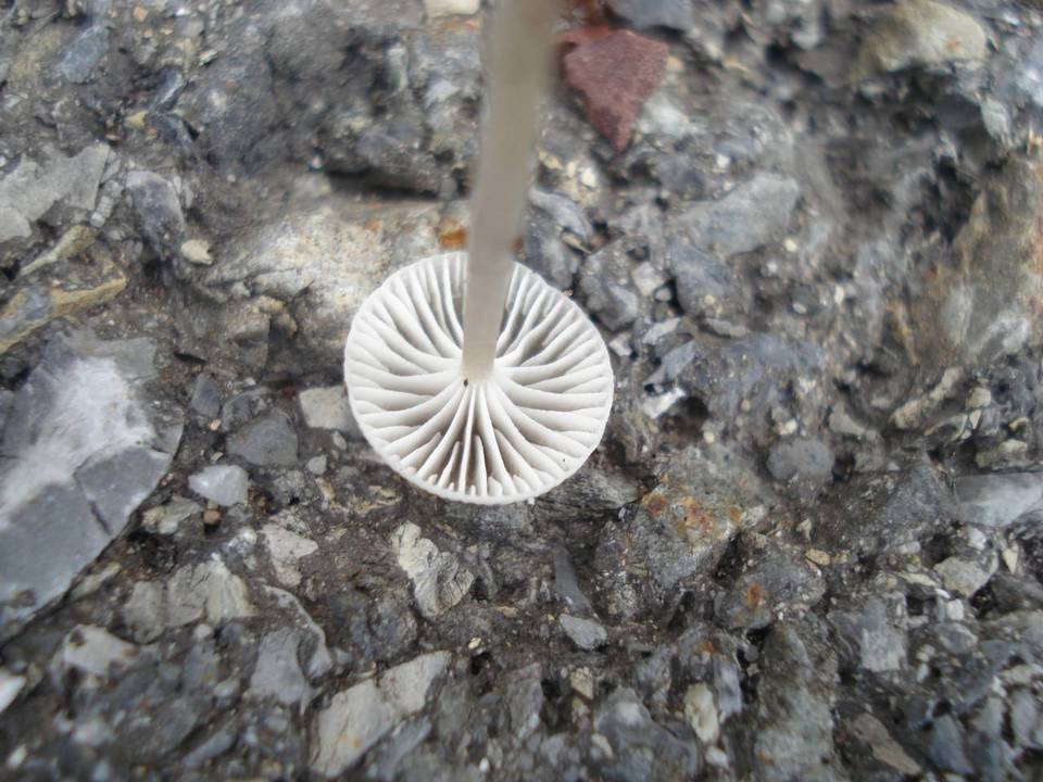 Mycena praedecurrens image