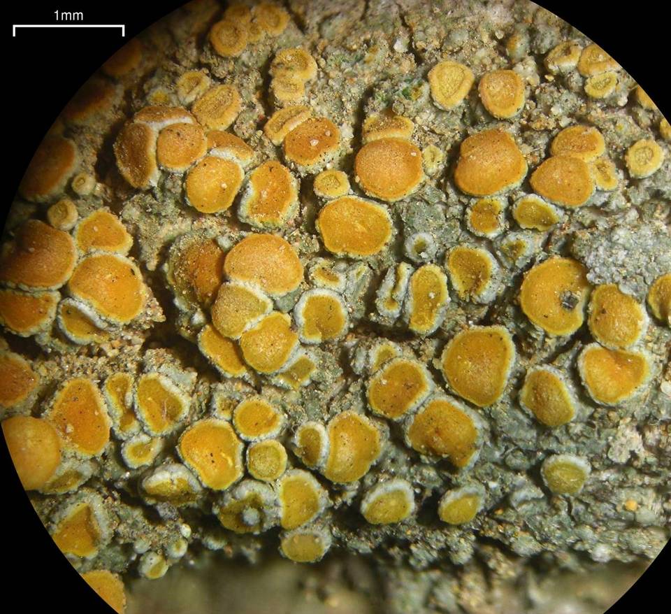 Caloplaca stanfordensis image