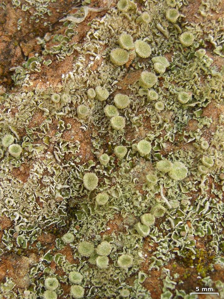 Cladonia nashii image