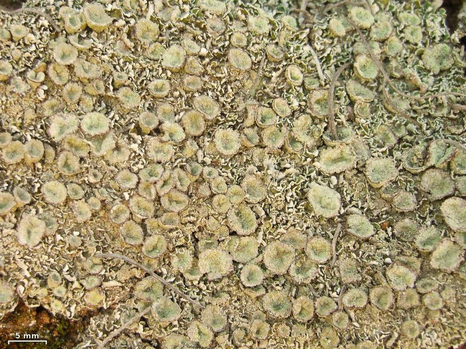Cladonia nashii image