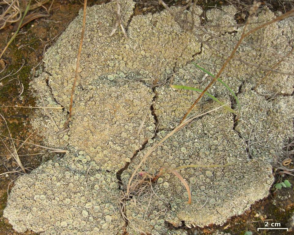 Cladonia nashii image