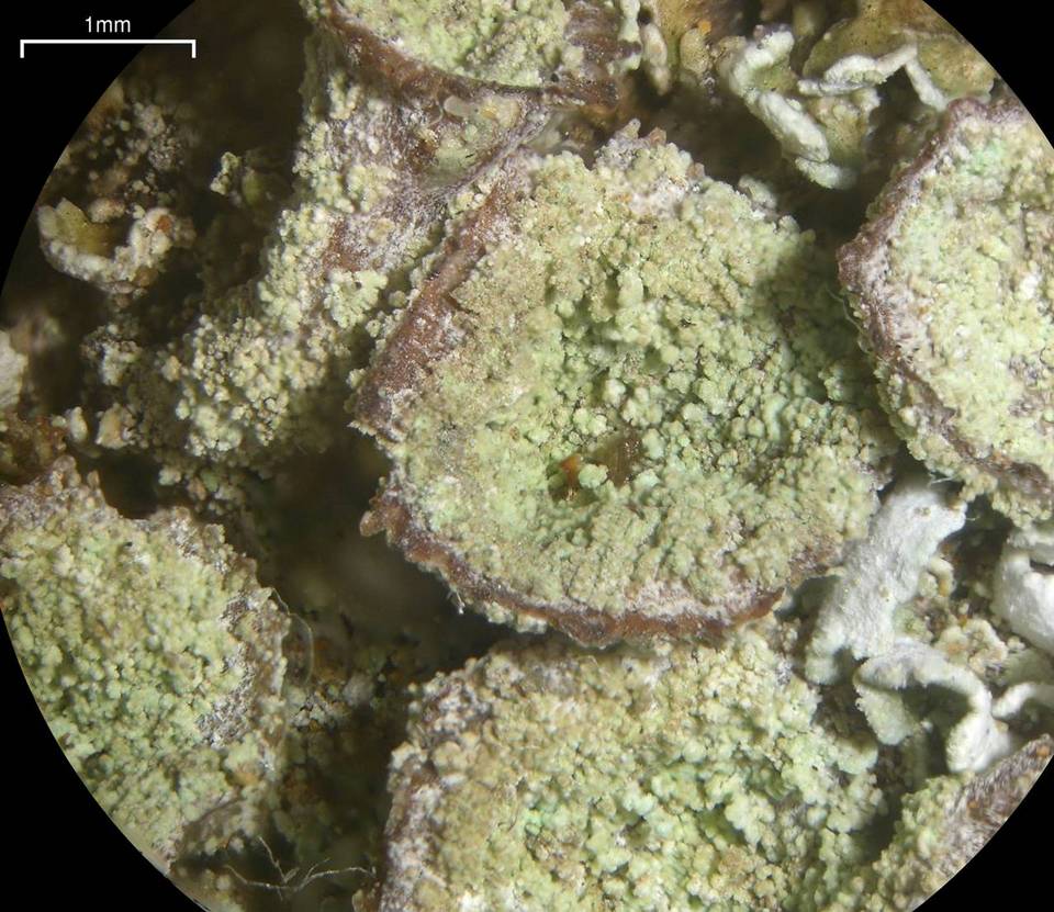 Cladonia nashii image
