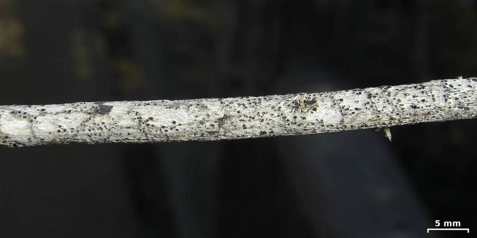 Bacidina californica image