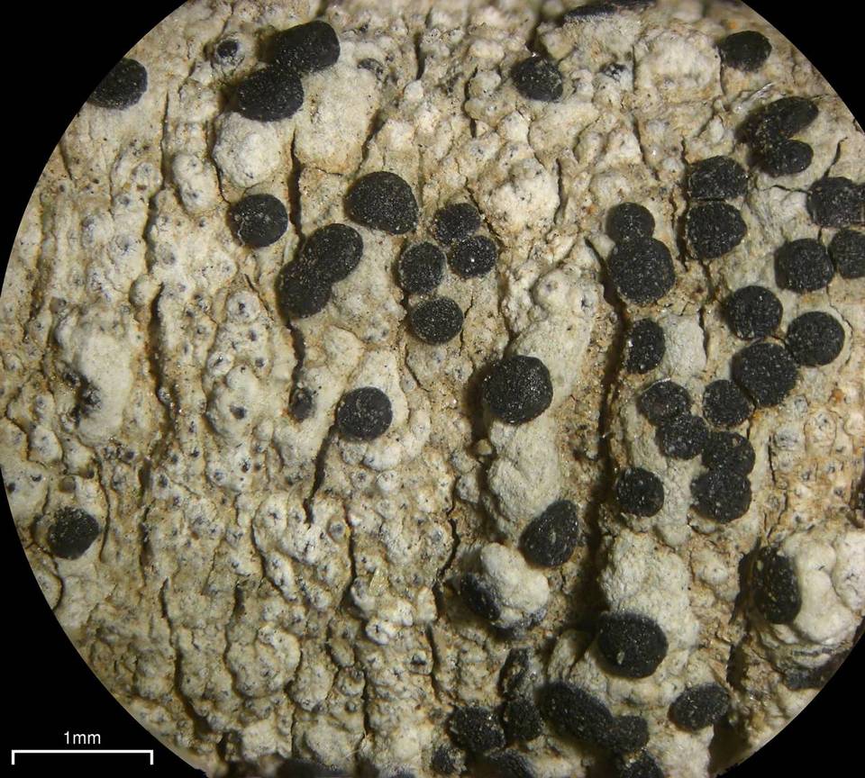 Bacidina californica image