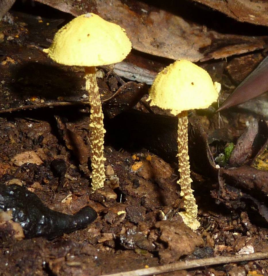 Cystolepiota luteohemisphaerica image