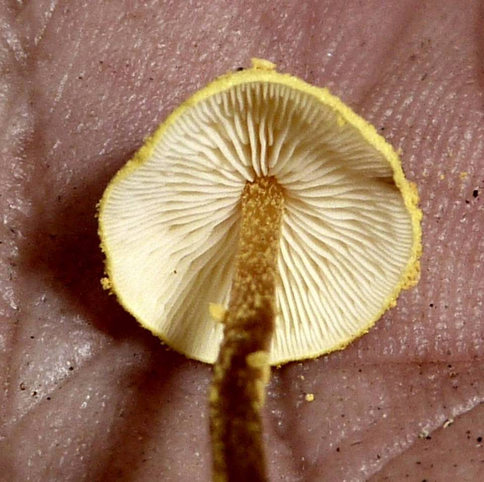 Cystolepiota luteohemisphaerica image