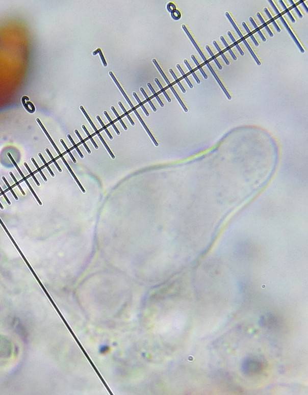 Bolbitius lacteus image