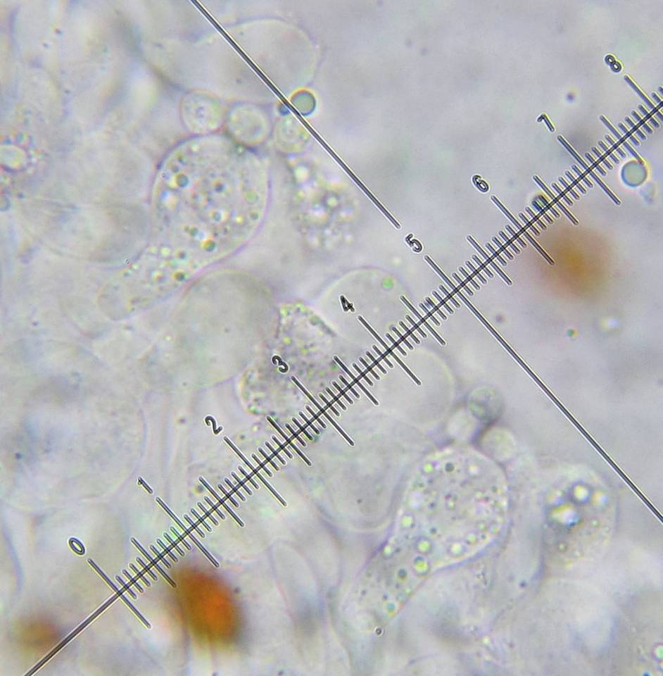 Bolbitius lacteus image