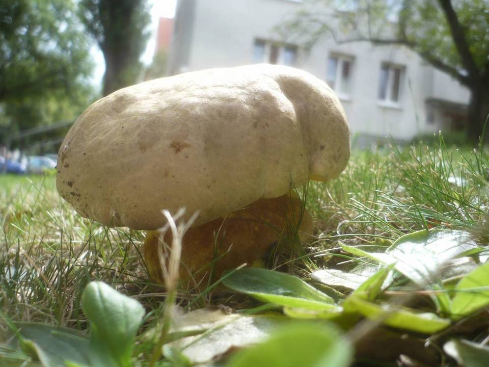 Boletus radicans image