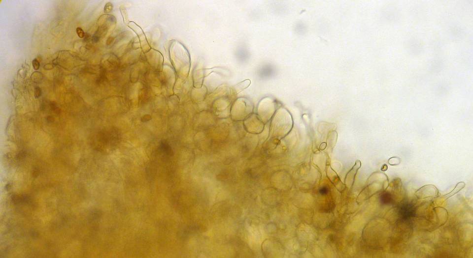 Inocybe terrigena image