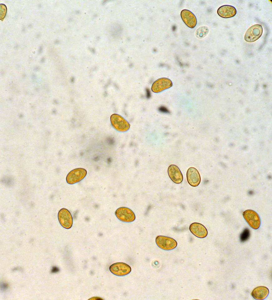 Inocybe terrigena image